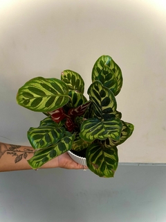 CALATHEA GOEPPERTIA MAKOYANA - comprar online