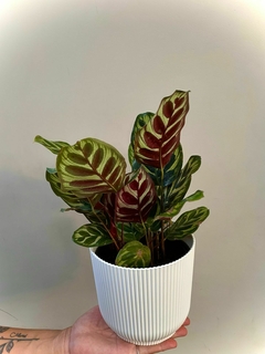 CALATHEA GOEPPERTIA MAKOYANA en internet