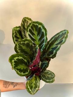 CALATHEA MEDALLION en internet