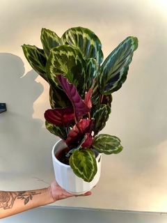CALATHEA MEDALLION - El Viverito