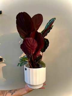 CALATHEA MEDALLION - tienda online