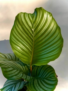 Imagen de CALATHEA ORBIFOLIA