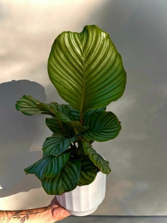 CALATHEA ORBIFOLIA - tienda online