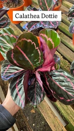 CALATHEA ROSEOPICTA DOTTIE - comprar online