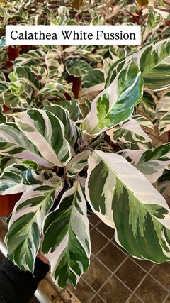 Calathea White Fussion - El Viverito
