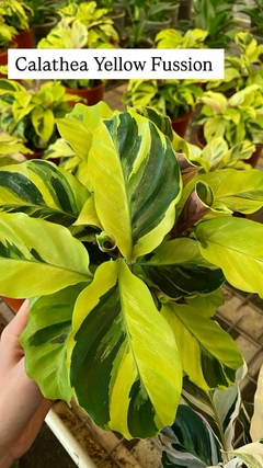 CALATHEA YELLOW FUSSION en internet