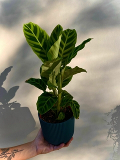 CALATHEA ZEBRINA - tienda online