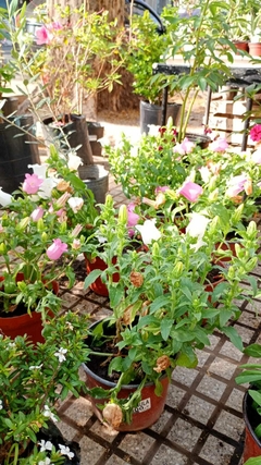 CAMPANULA