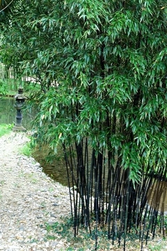 CAÑA DE BAMBU PHYLLOSTACHIS BAMBUS.NIGRA - comprar online