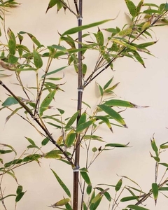 CAÑA DE BAMBU PHYLLOSTACHIS BAMBUS.NIGRA
