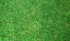 CESPED BERMUDA COMUN - comprar online