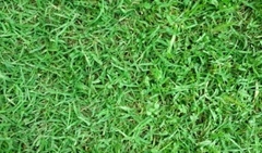 CESPED BERMUDA COMUN