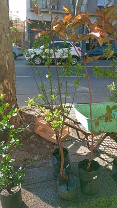 CIRUELO