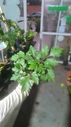 CISSUS - El Viverito