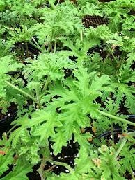 CITRONELLA - El Viverito