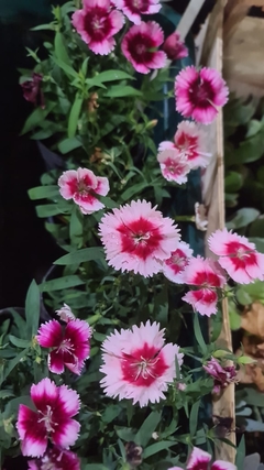 PLANTINES M12 - El Viverito