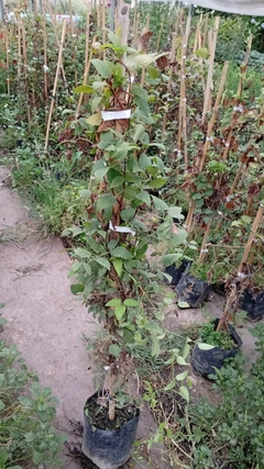 CLEMATIS en internet