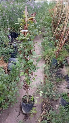 CLEMATIS - comprar online