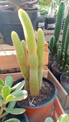CACTUS COLA DE MONO (Cleistocactus winteri)