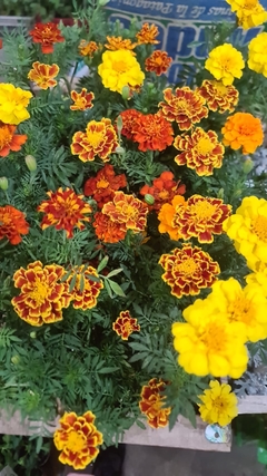 PLANTINES M12