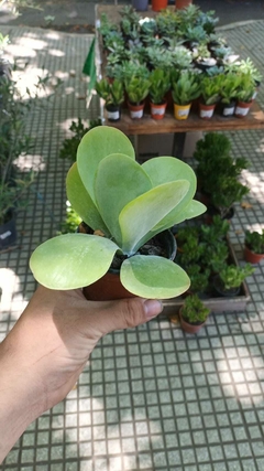 suculenta crasa KALANCHOE THYRSIFLORA en internet