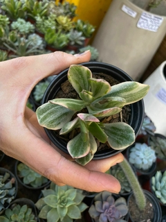 Crassula Ovata " JADE " Variegata SUCULENTA - comprar online