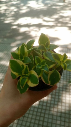 suculenta Crassula sarmentosa variegata