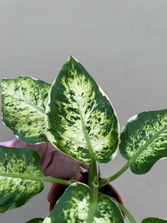 DIEFFENBACHIA MACULATA COOL BEAUTY - comprar online