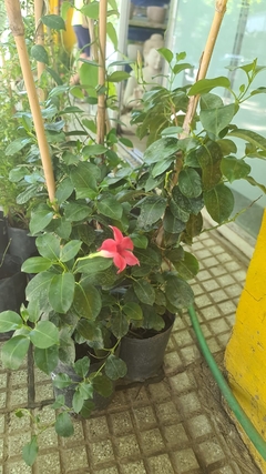 DIPLADEMIA SPLENDENS