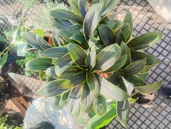 DRACENA BABY CHOCOLATE - comprar online