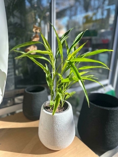 DRACENA SANDERIANA - comprar online