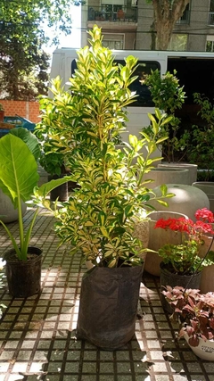 EUONYMUS J.AUREO V(E.SEMP.)