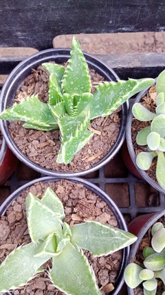 SUCULENTA Faucaria tigrina