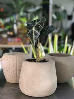 COMBO FIBROCEMENTO 15CM + AMAZONICA M12 - El Viverito