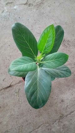 FICUS AUDREY