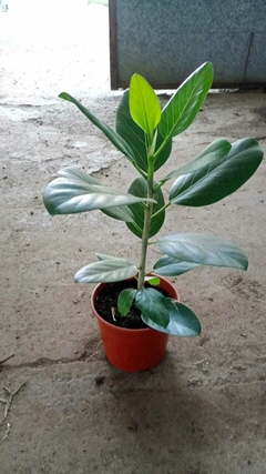 FICUS AUDREY - comprar online