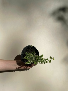 FICUS PUMILIA "ENAMORADA DEL MURO" VARIEGADA - comprar online