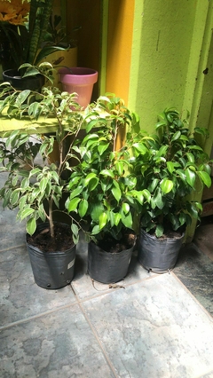 FICUS VARIOS - El Viverito