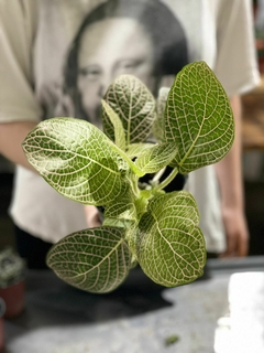 FITTONIA - El Viverito