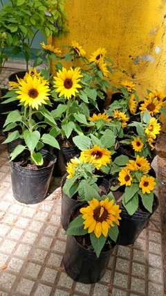 GIRASOL