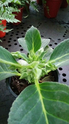 Gloxinia - El Viverito