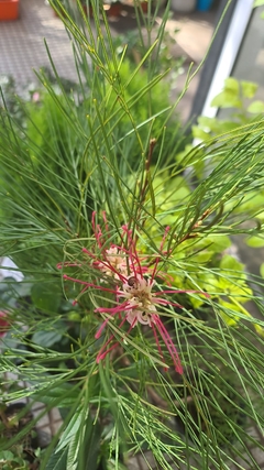 GREVILLEA x ROBIN GORDON