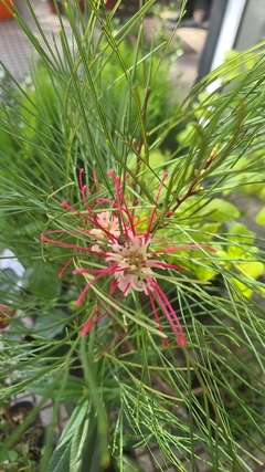 GREVILLEA x ROBIN GORDON - comprar online