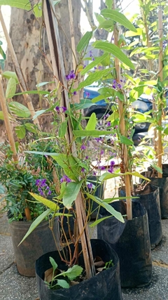 handerbergia
