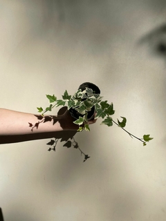 HIEDRA VARIEGADA - comprar online