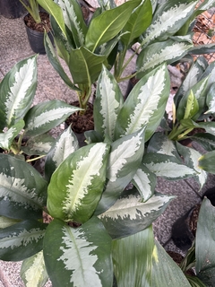 AGLAONEMA PATTAYA - comprar online