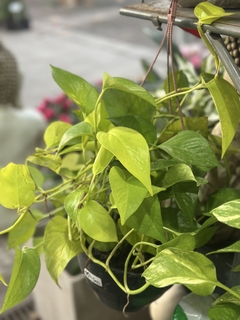 POTHUS LEMON - comprar online