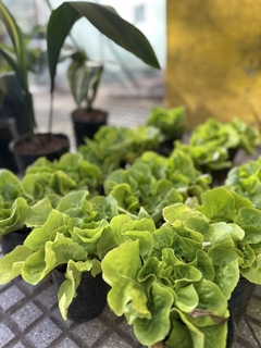 LECHUGA MANTECOSA - comprar online