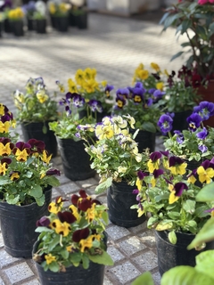 VIOLA CORNUTA - tienda online