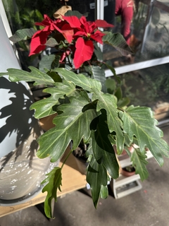 PHILODENDRON XANADU - comprar online